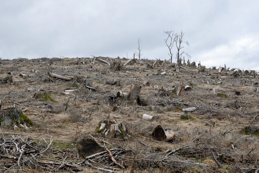 Die Trockenheit setzt dem Thüringer Wald stark zu (Archivbild).