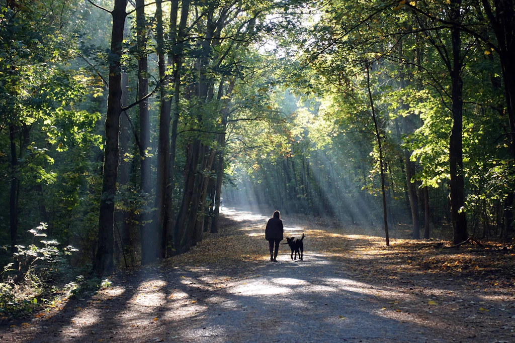 Die Temperaturen klettern wieder hoch – natürliche Abkühlung bietet zum Beispiel der Grunewald.