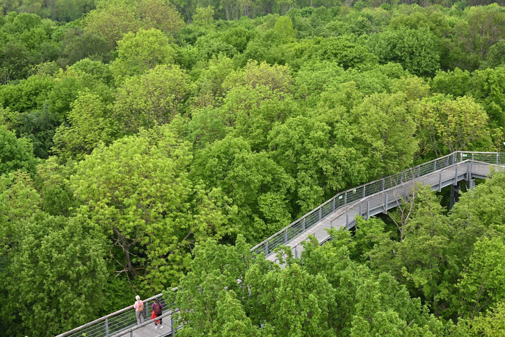 Der Baumkronenpfad im Nationalpark Hainich führt in 24 Metern Höhe durch die Baumkronen.