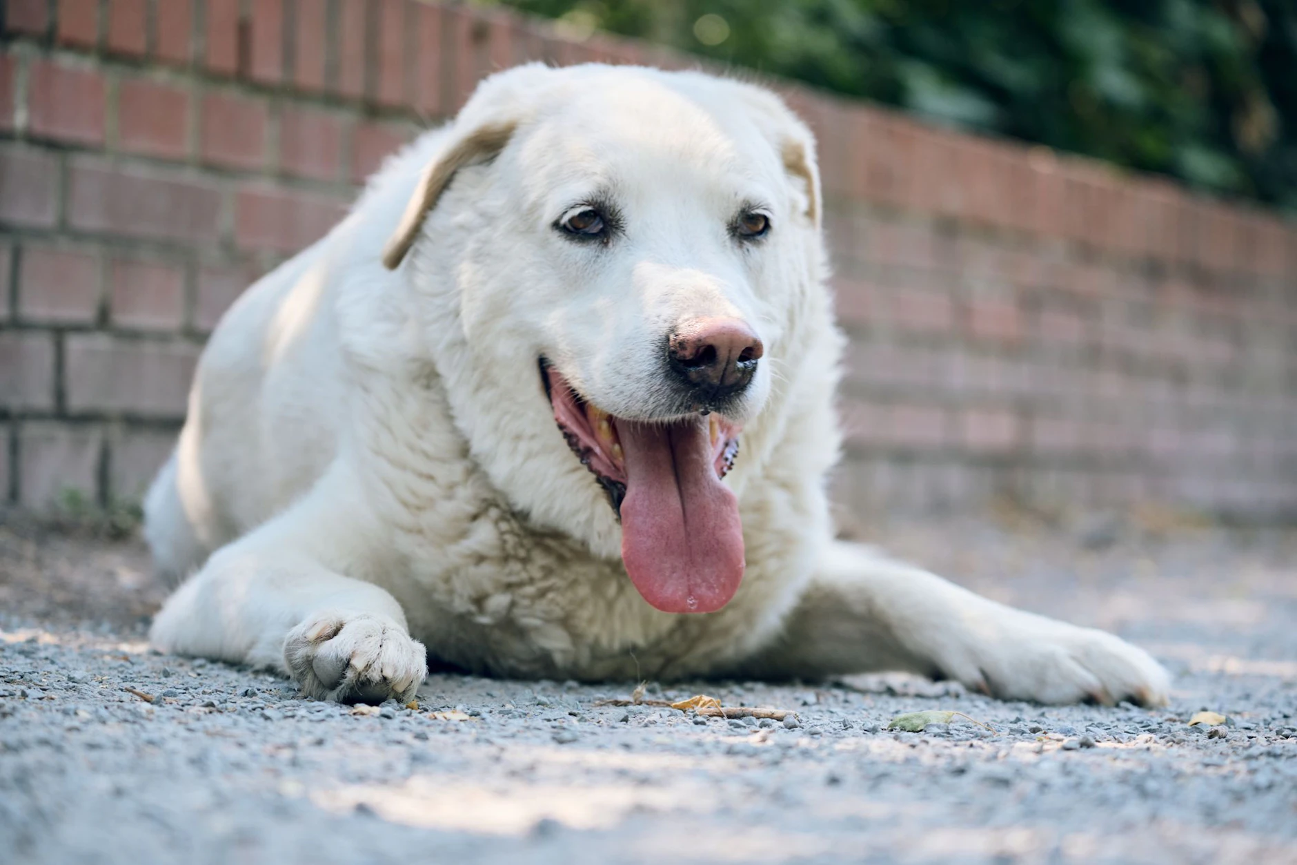 Die Hundstage haben nichts damit zu tun, dass Hunde besonders unter der Hitze leiden.