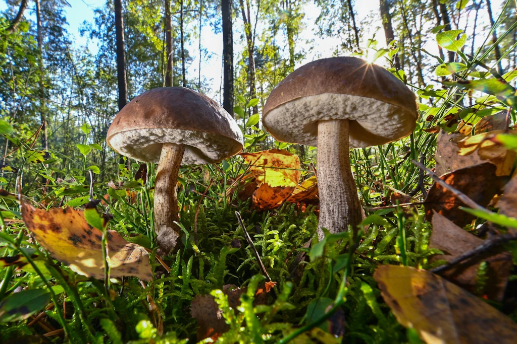 Auch Birkenröhrlinge sind derzeit in den Wäldern zu finden. Sie stehen jedoch unter Naturschutz und dürfen nur in kleinen Mengen gesammelt werden.