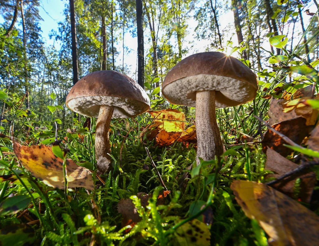 Perfektes Pilz-Wochenende in Sachsen: Wo Sie fündig werden