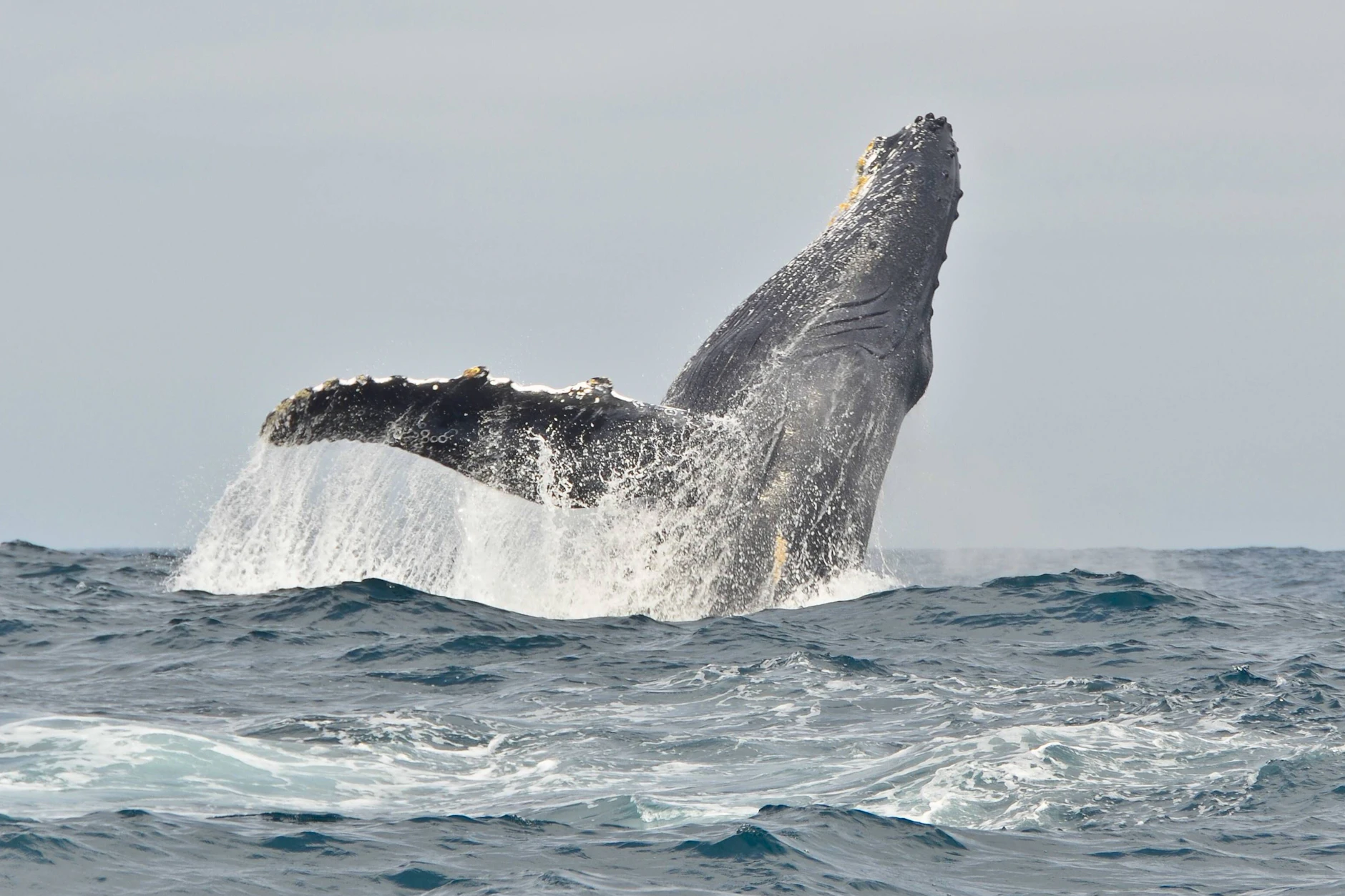 Kommt Buckelwal Hartwin wirklich noch bis in die Ostsee? Hier gehören die Tiere eigentlich nicht hin (Symbolfoto).