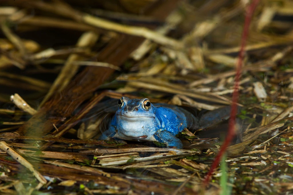 Ein blau gefärbter männlicher Moorfrosch sitzt in einem Teich.