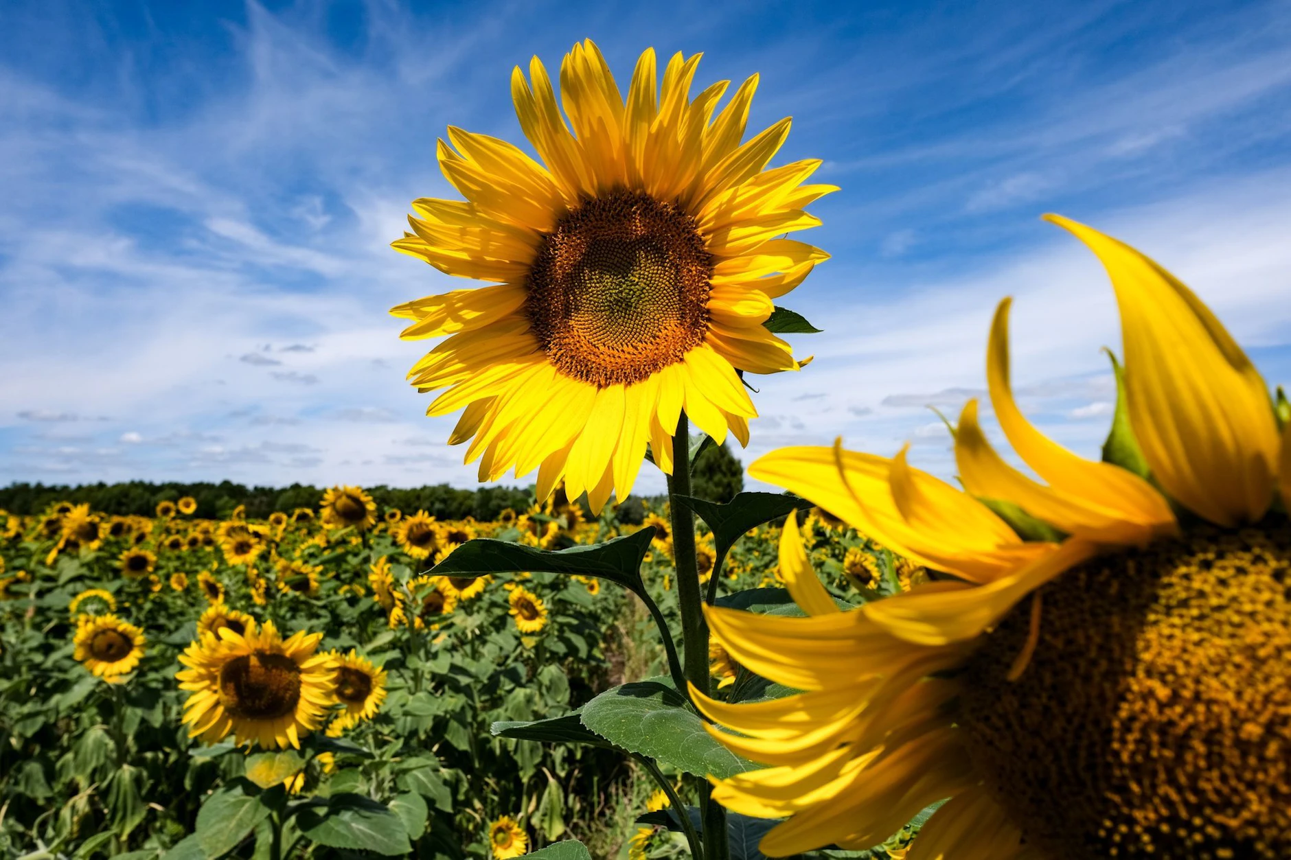 Sonnenblumen werden u.a. auch als Bio-Masse zur Herstellung von Bio-Heizöl oder Sonnenblumenöl angebaut.