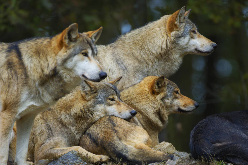 Der Europäische Grauwolf erobert immer mehr Regionen in Ostdeutschland.