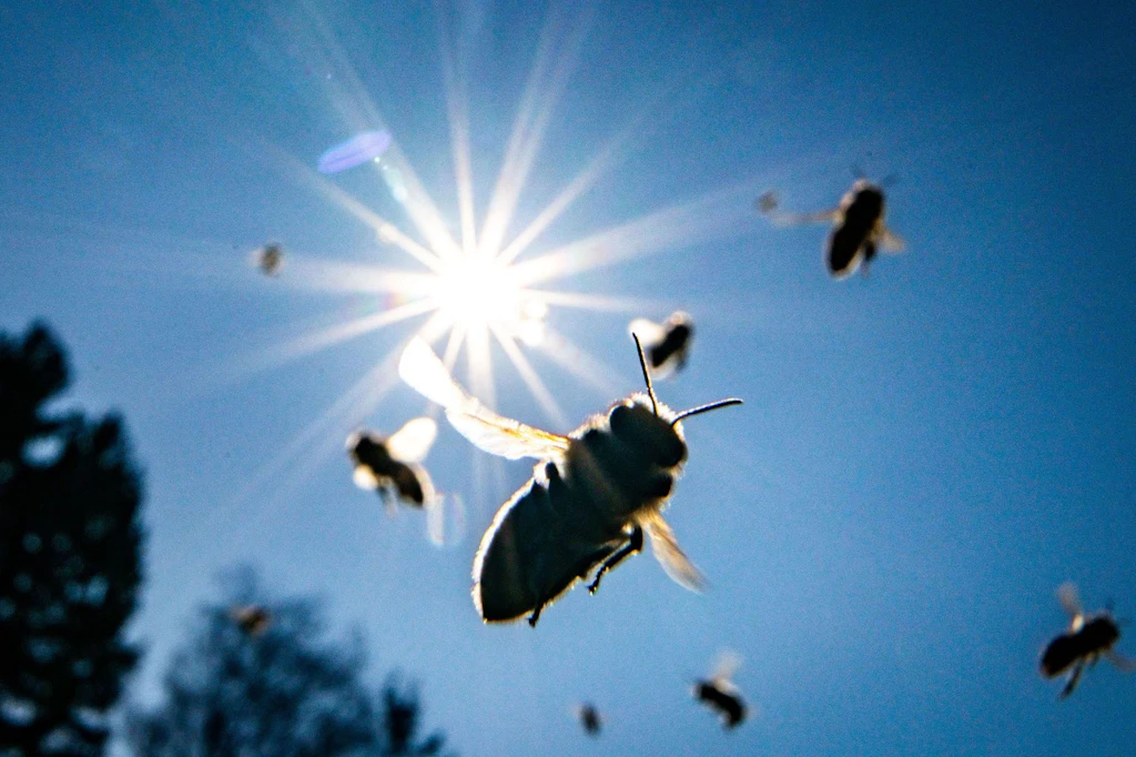 Da kommen sie, die Bienen.