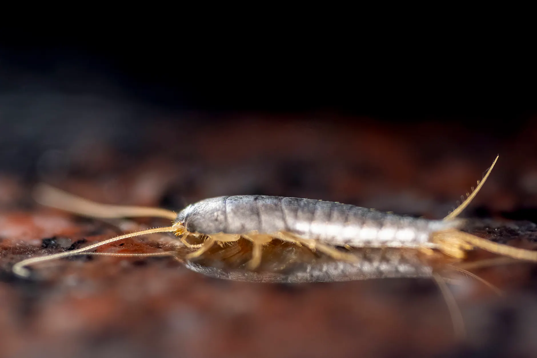 Geisterfischchen können mit denselben Mitteln wie Silberfischchen bekämpft werden.