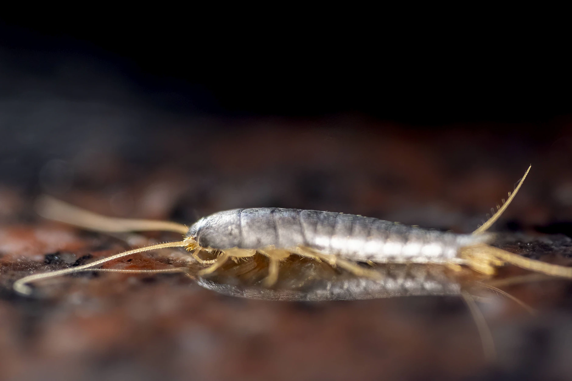 Geisterfischchen können mit denselben Mitteln wie Silberfischchen bekämpft werden.