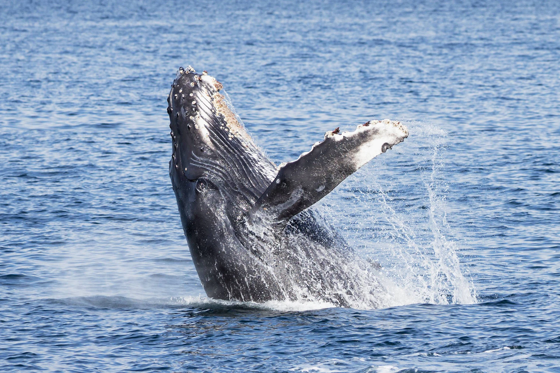 Buckelwale gehören nicht in die Ostsee, doch mit Hartwin hat sich nun innerhalb von kurzer Zeit schon der nächste Meeressäuger in das Meer verirrt.