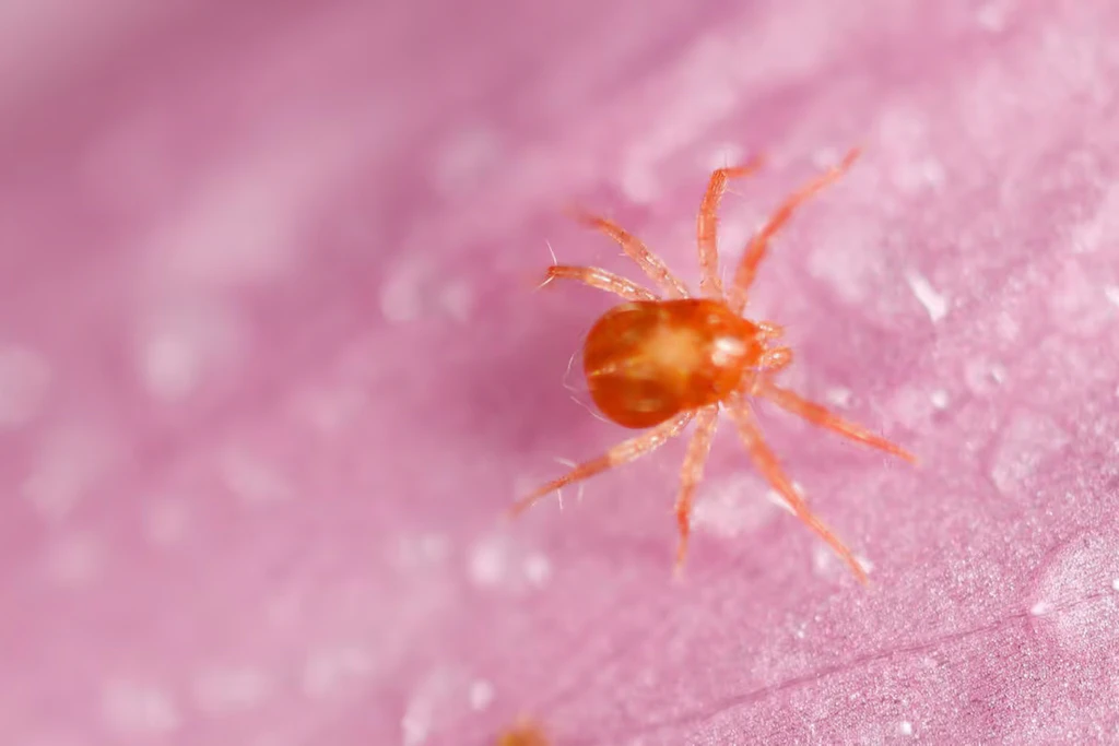 Winzig in echt, groß im Makro: eine rote Milbe in Nahaufnahme. Die stechende Herbstgrasmilbe ist nur als Larve aktiv und misst gerade einmal 0,2 bis 0,3 Millimeter (Symbolbild).