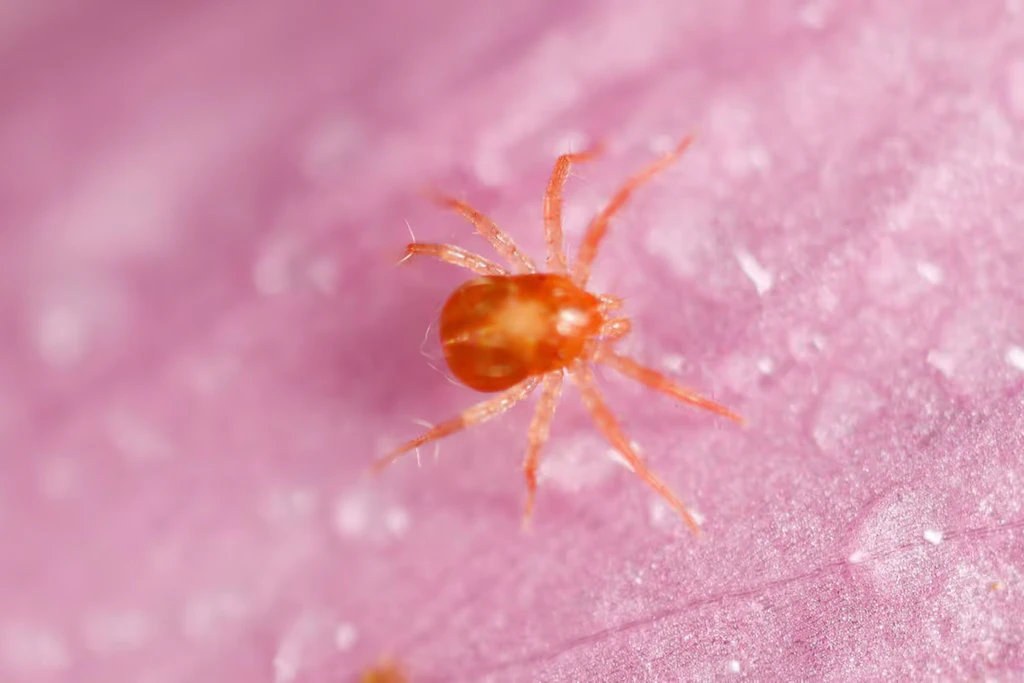 Winzig in echt, groß im Makro: eine rote Milbe in Nahaufnahme. Die stechende Herbstgrasmilbe ist nur als Larve aktiv und misst gerade einmal 0,2 bis 0,3 Millimeter (Symbolbild).
