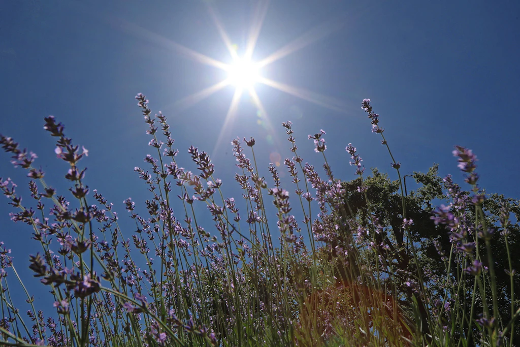 Auf die rekordbrechende Juni-Hitze könnten in diesem Hochsommer noch weitere starke Hitzewellen folgen.