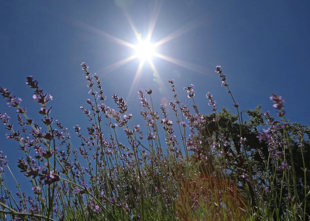 „Katastrophale“ Aussichten für den Hochsommer – Starke Hitze und Dürre für August erwartet