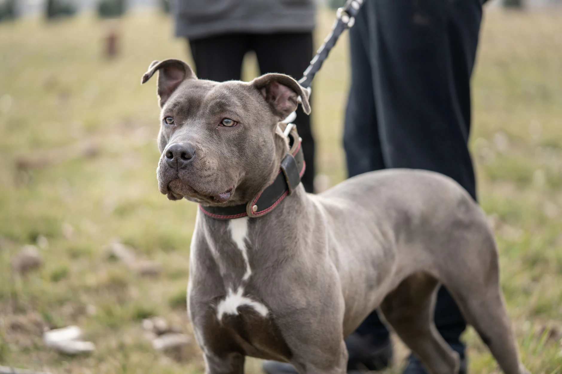 Ein Pitbull-Terrier hat in Sachsen-Anhalt ein vierjähriges Mädchen tödlich verletzt. (Symbolfoto)