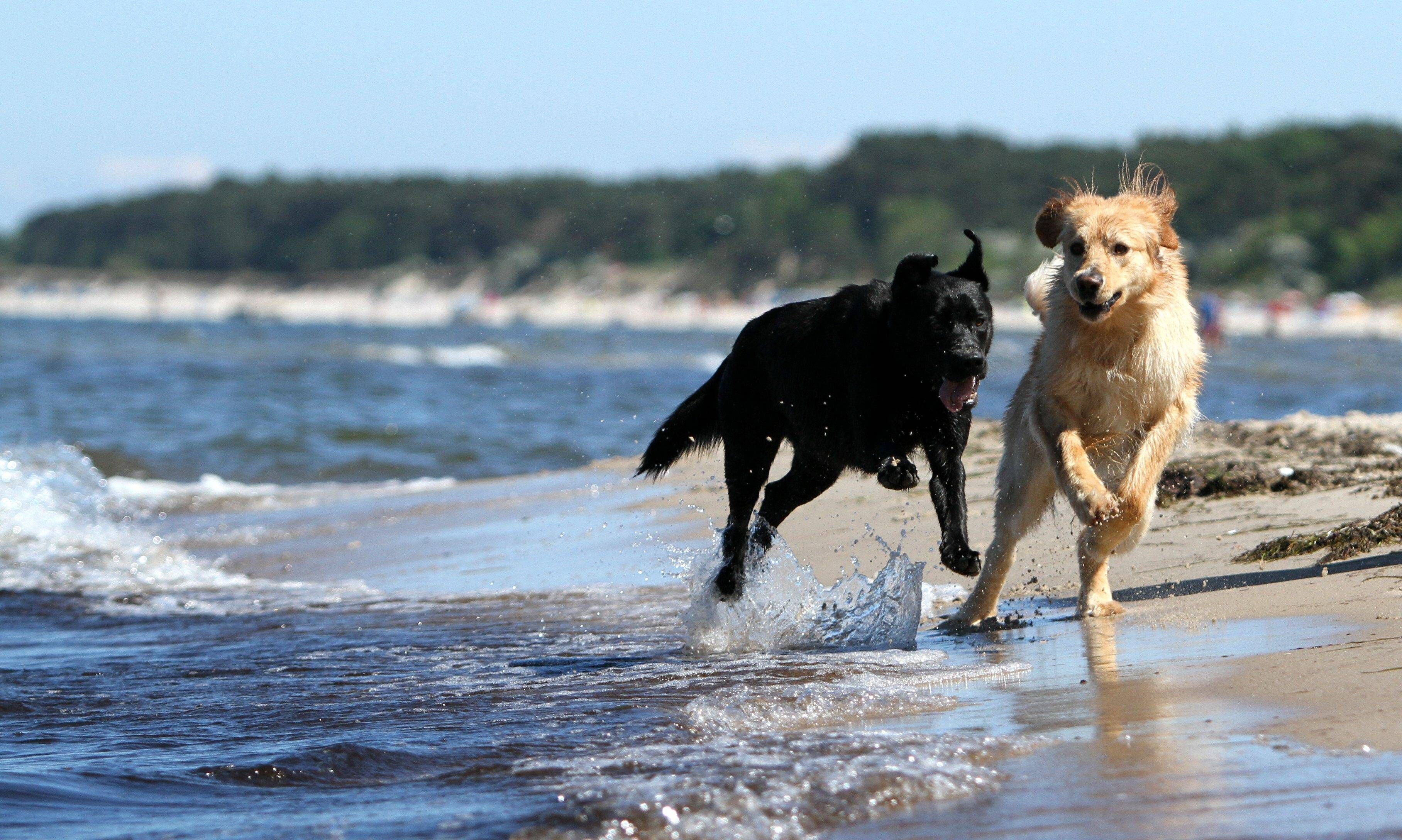 Ostsee geht auch mit Hund: Das sind die Top-Strände für Ihren Vierbeiner