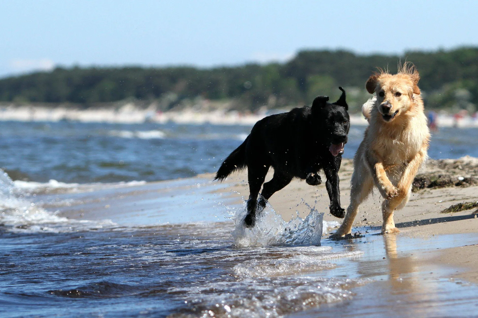 Ein Golden Retriever (r.) und ein Labrador freuen sich über den Auslauf am Ostseestrand.