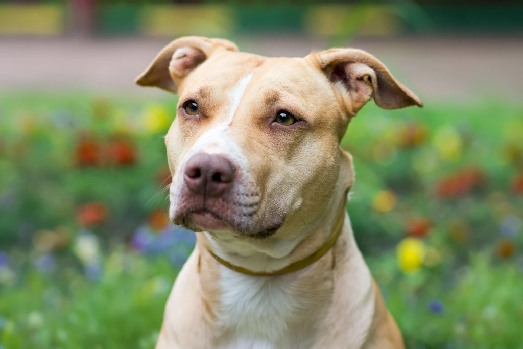 Ein American Staffordshire Terrier. Im Ort Drosa hat ein solcher Hund jetzt ein vier Jahre altes Mädchen totgebissen (Symbolfoto).