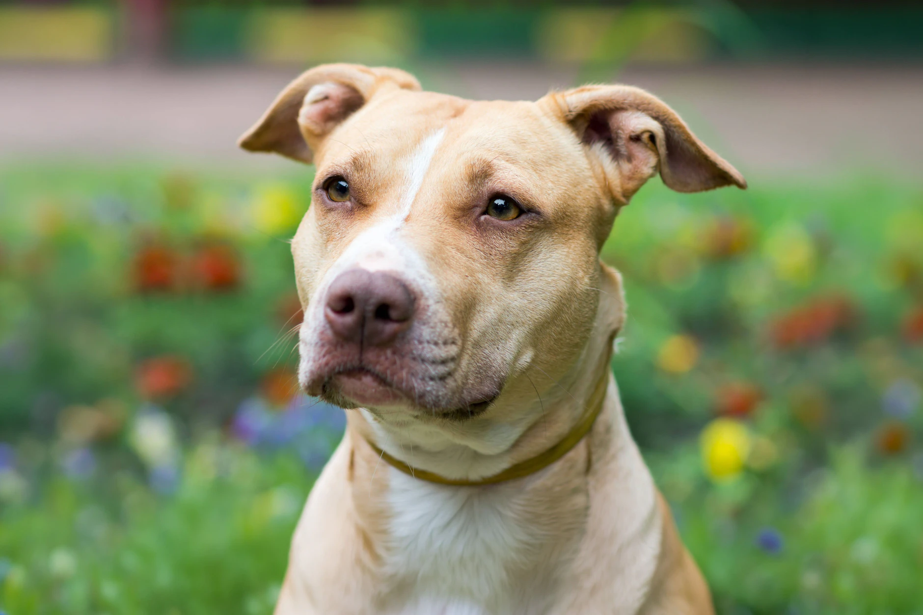 Ein American Staffordshire Terrier. Im Ort Drosa hat ein solcher Hund jetzt ein vier Jahre altes Mädchen totgebissen (Symbolfoto).