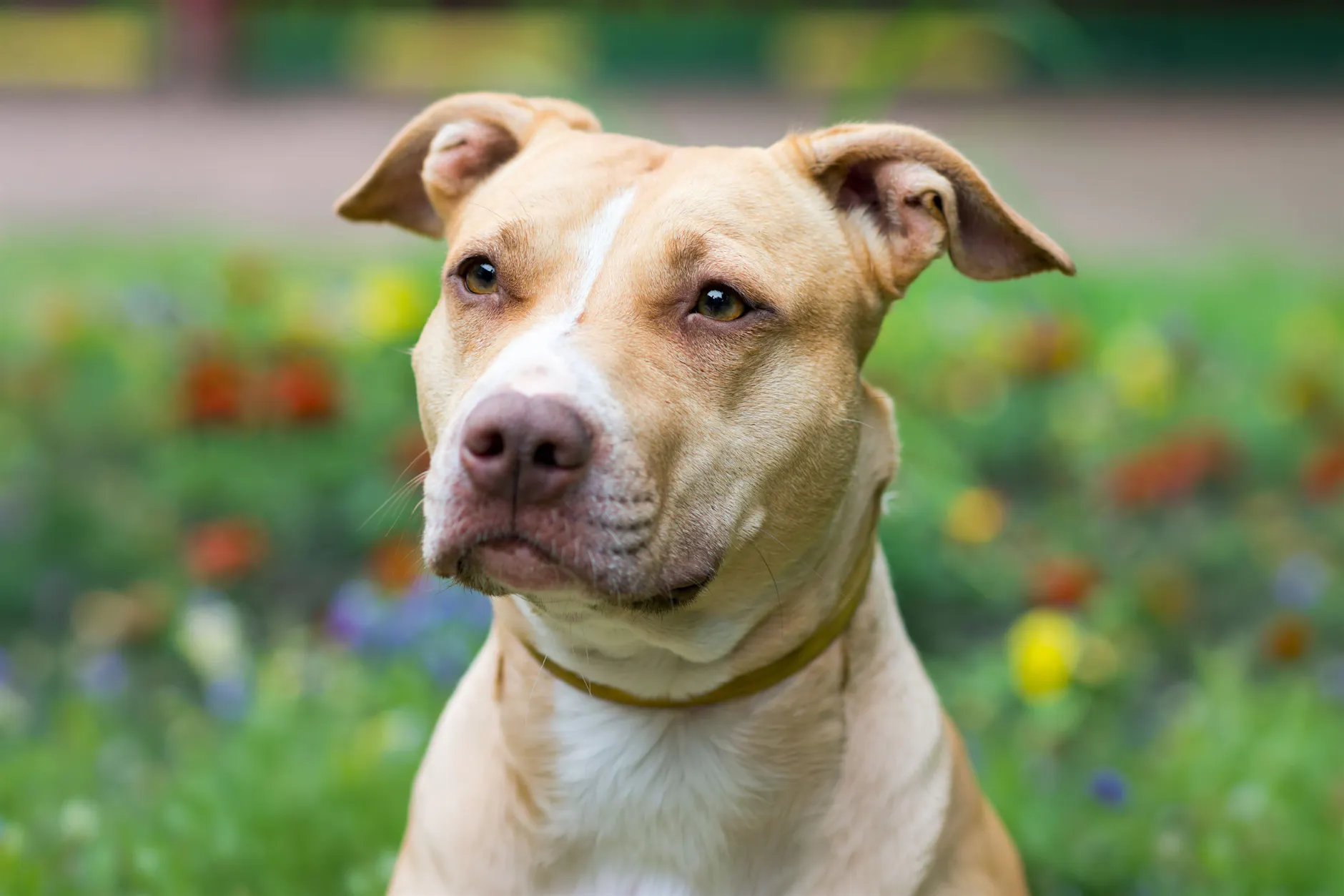 Pitbull beißt Mädchen (4) tot: Die Familie kämpfte um ihr Leben!