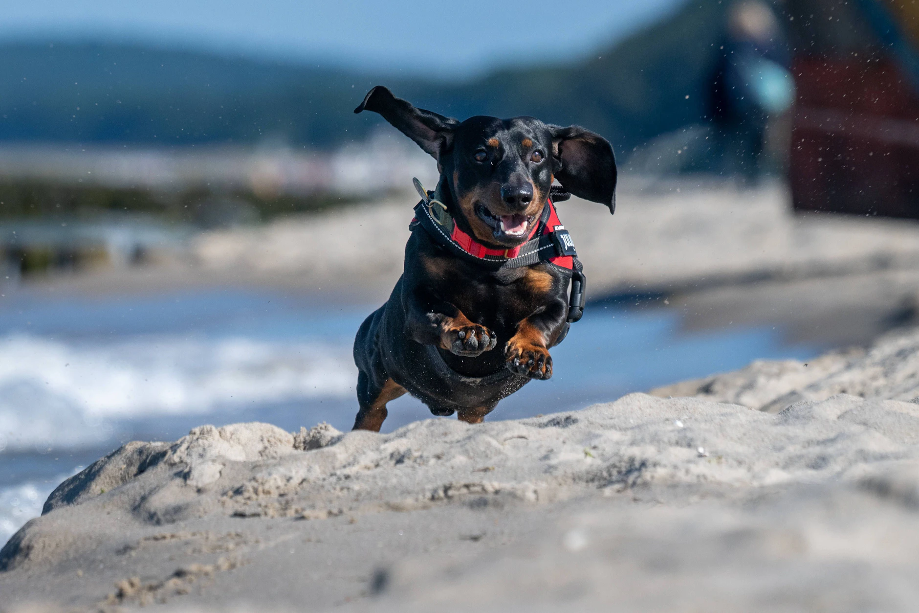 Ein Dackel tobt am Strand auf Usedom durch den Sand. So sieht Hunde-Glück aus.