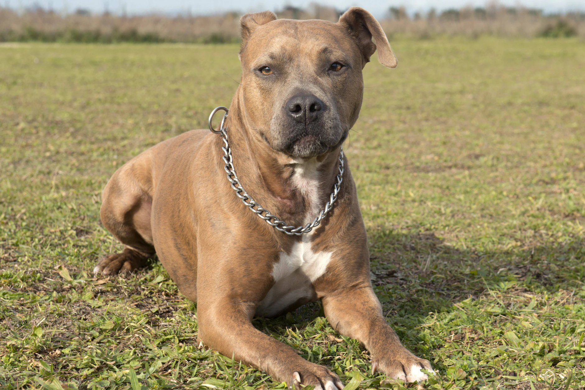 Muss der Umgang mit manchen Hunderassen neu geregelt werden? Der Angriff eines American Staffordshire Terrier lässt die Debatte neu aufflammen (Symbolfoto).