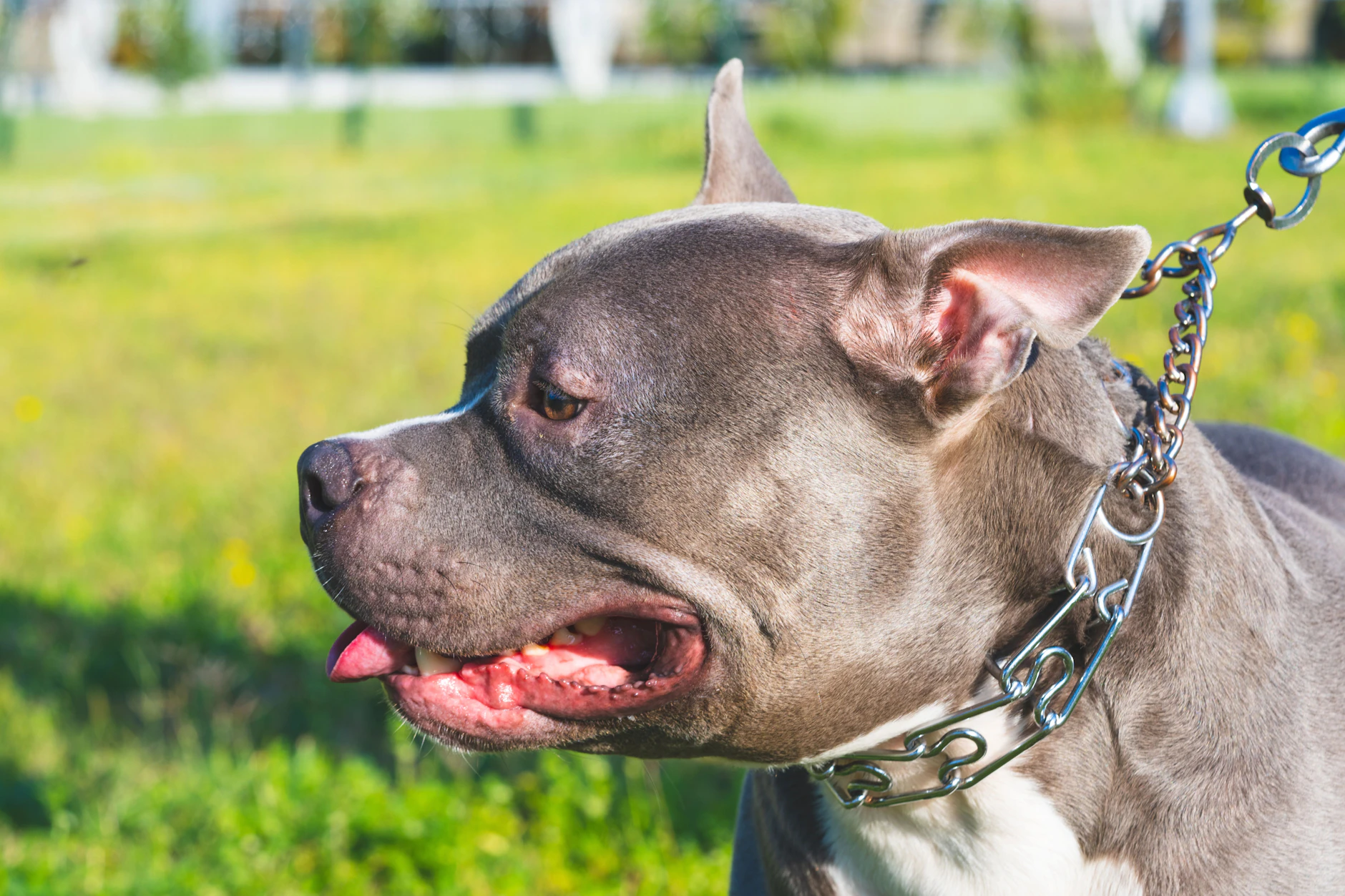 Der Pitbull-Rüde soll aus dem familiären Umfeld des Kindes gestammt haben. (Symbolfoto)