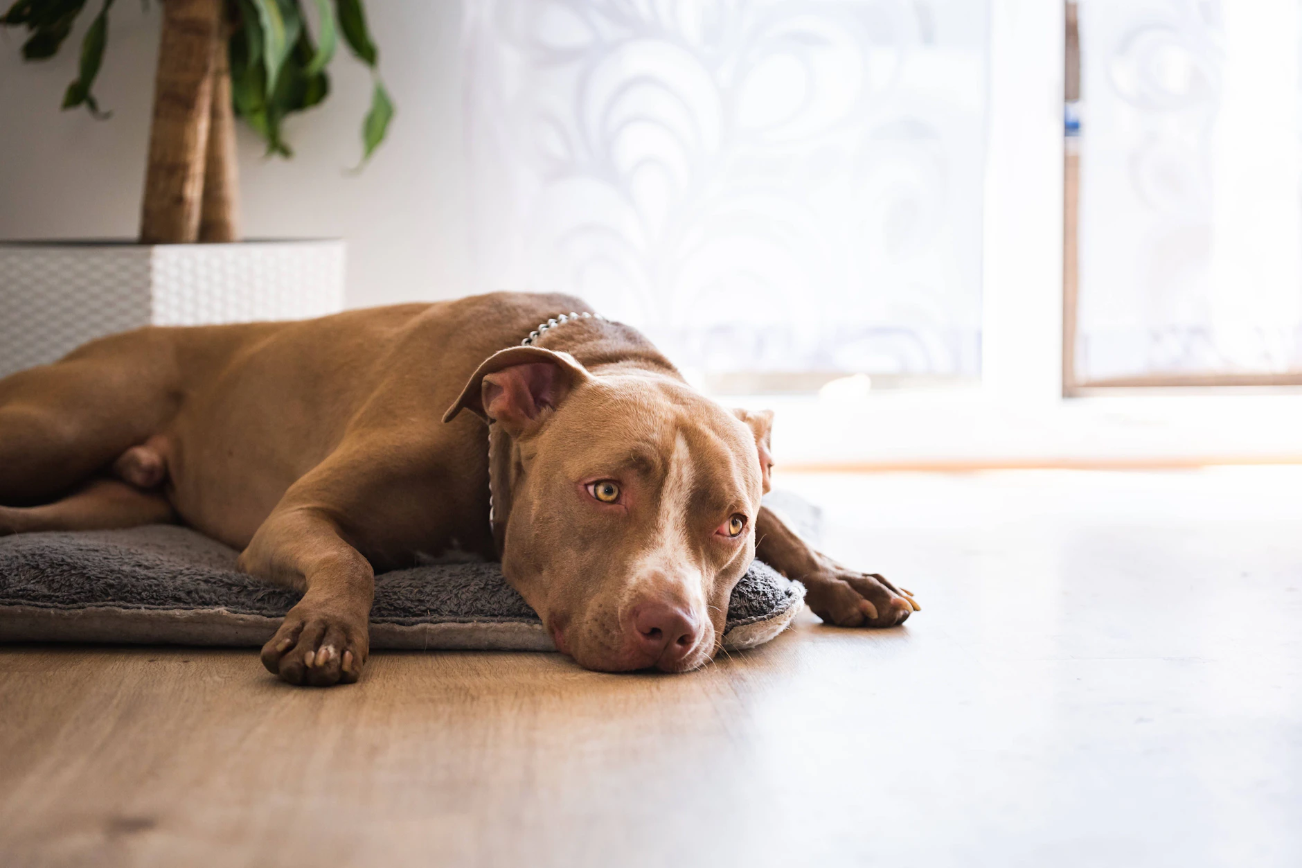 Staffordshire-Terrier sind aufgrund ihrer Physiologie Listenhunde.