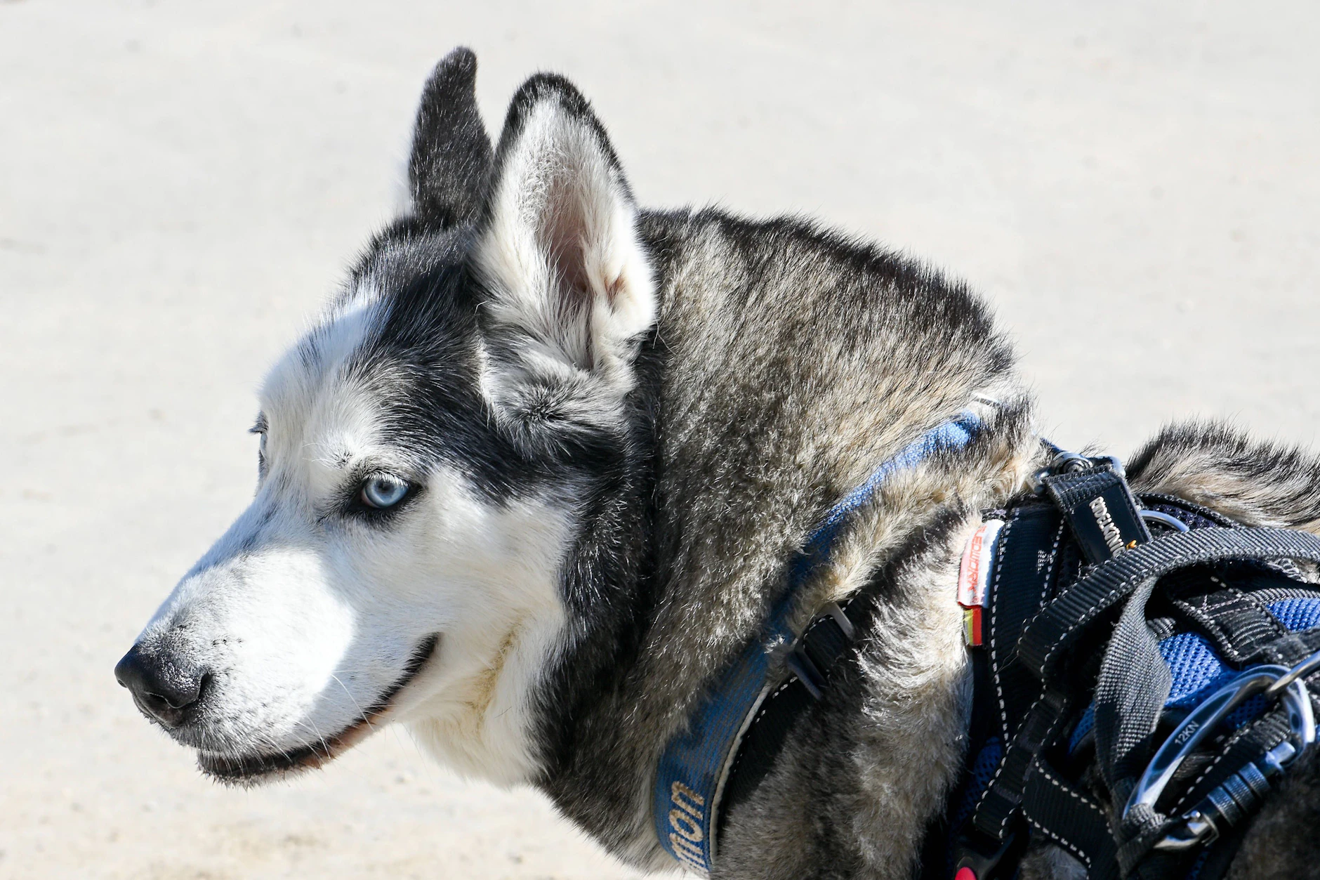Symbolbild: Bella ist ein Husky, eine sehr intelligente und treue Hunderasse.