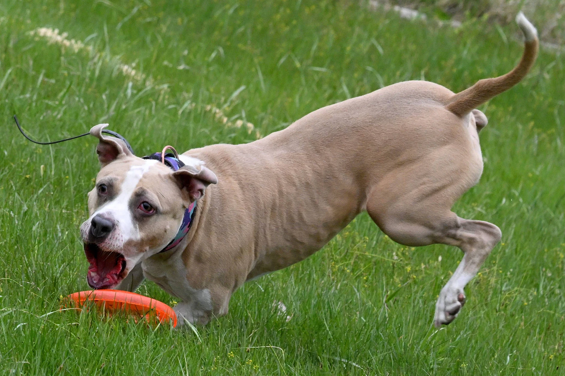 Symbolbild: Ein Staffordshire-Terrier hat ein Kind getötet. Wie konnte die Mutter es nur so weit kommen lassen?