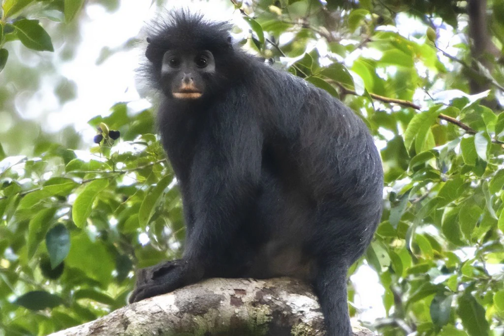 Der Colobus congoensis ist eine neu entdeckte Affenart im Kongobecken (undatierte Aufnahme).