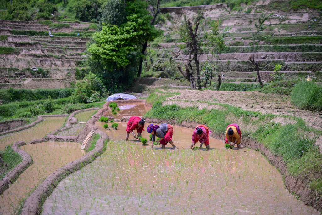 Nepalesische Bauern pflanzen am Rand von Kathmandu Reissetzlinge.