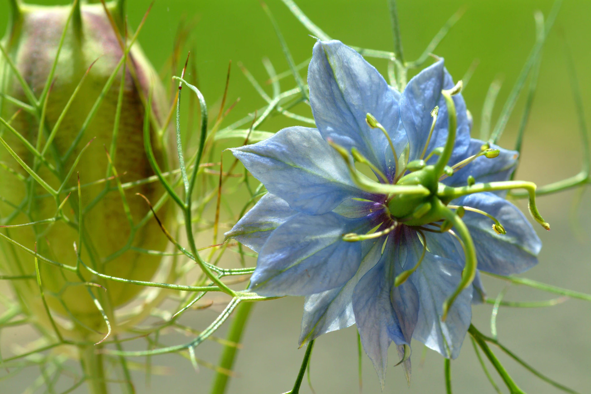 Echter Schwarzkuemmel (Nigella sativa). Bereits seit mehr als 2000 Jahren wird Schwarzkümmel im Orient als pfefferartiges Gewürz und als Medizin verwendet.