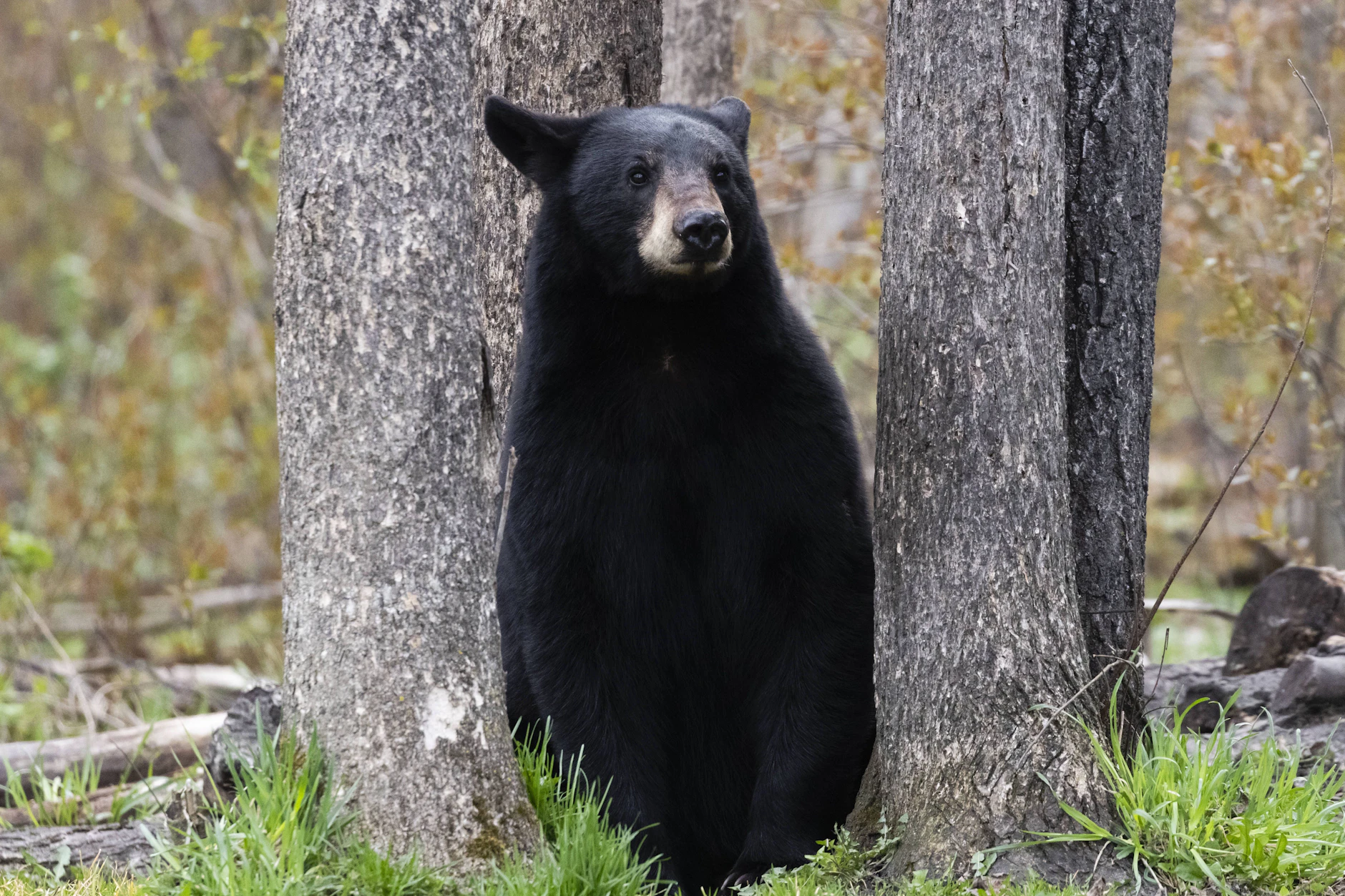 Schwarzbären sind sehr verbreitet in den USA. Auf der Suche nach Nahrung nähern sie sich auch gerne mal Menschen. (Symbolbild)