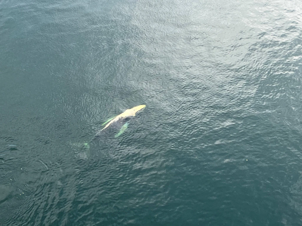 Buckelwal Hartwin erreicht die Ostsee: Tierschützer schlagen Alarm