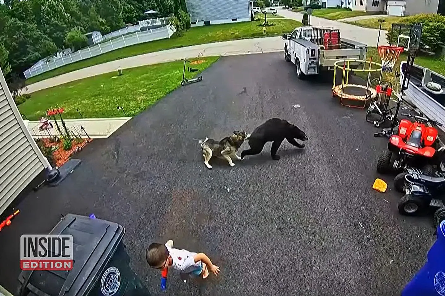 Ein Husky hat einen Bären vertrieben, um einen kleinen Jungen zu verteidigen. Das zeigt die Aufnahme einer Sicherheitskamera.
