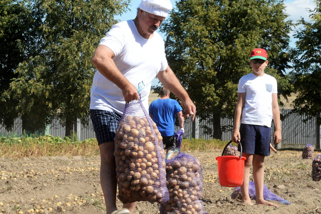 Kartoffeln als Staatsräson: Lukaschenko bangt um die wichtigste Ernte des Landes