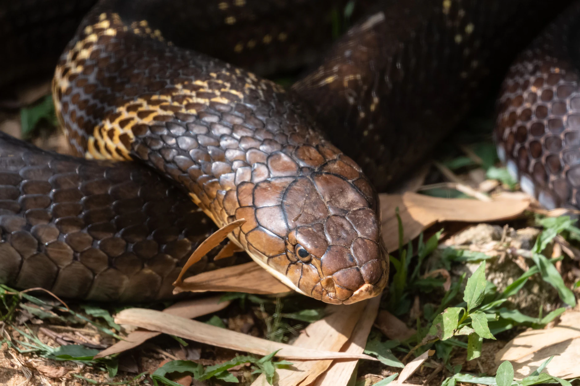 Cobras sind aus Zuchtfarmen entkommen.