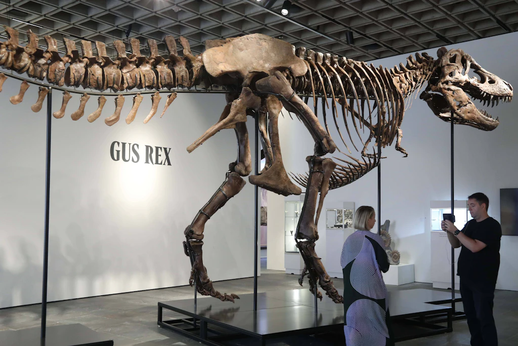 Das Fossil von T-Rex „Gus“ könnte für eine Rekordsumme einen neuen Besitzer finden.