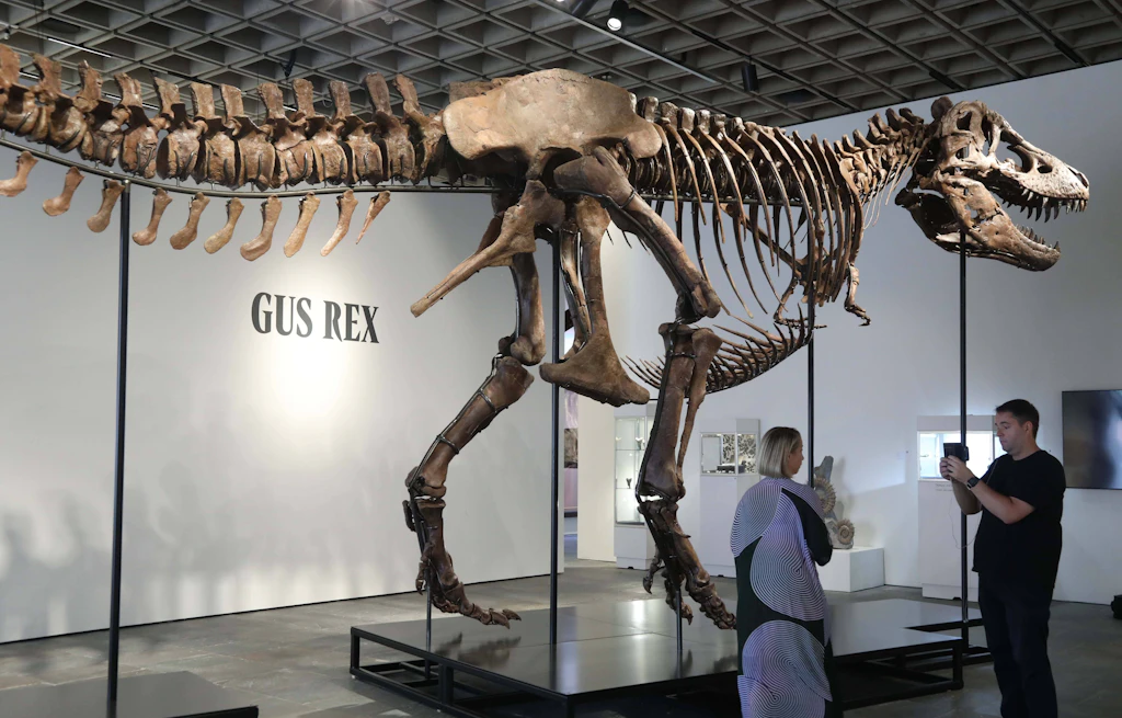 Tyrannosaurus Rex „Gus“ wird versteigert: Museen verärgert