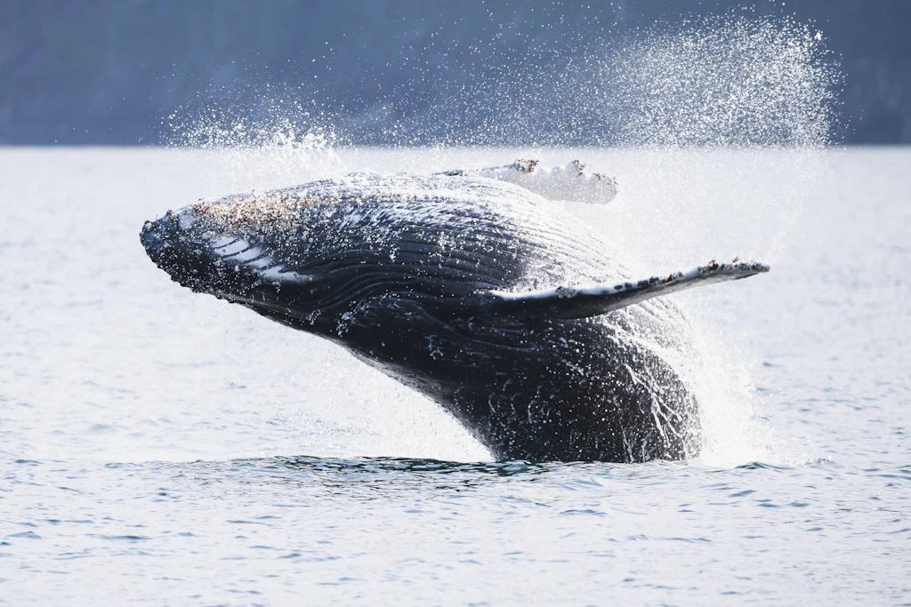 Buckelwale gehören in den Ozean, nicht in die Ostsee. Wenn sich die Tiere verirren, brauchen Sie laut Tierschützern Hilfe (Symbolfoto).