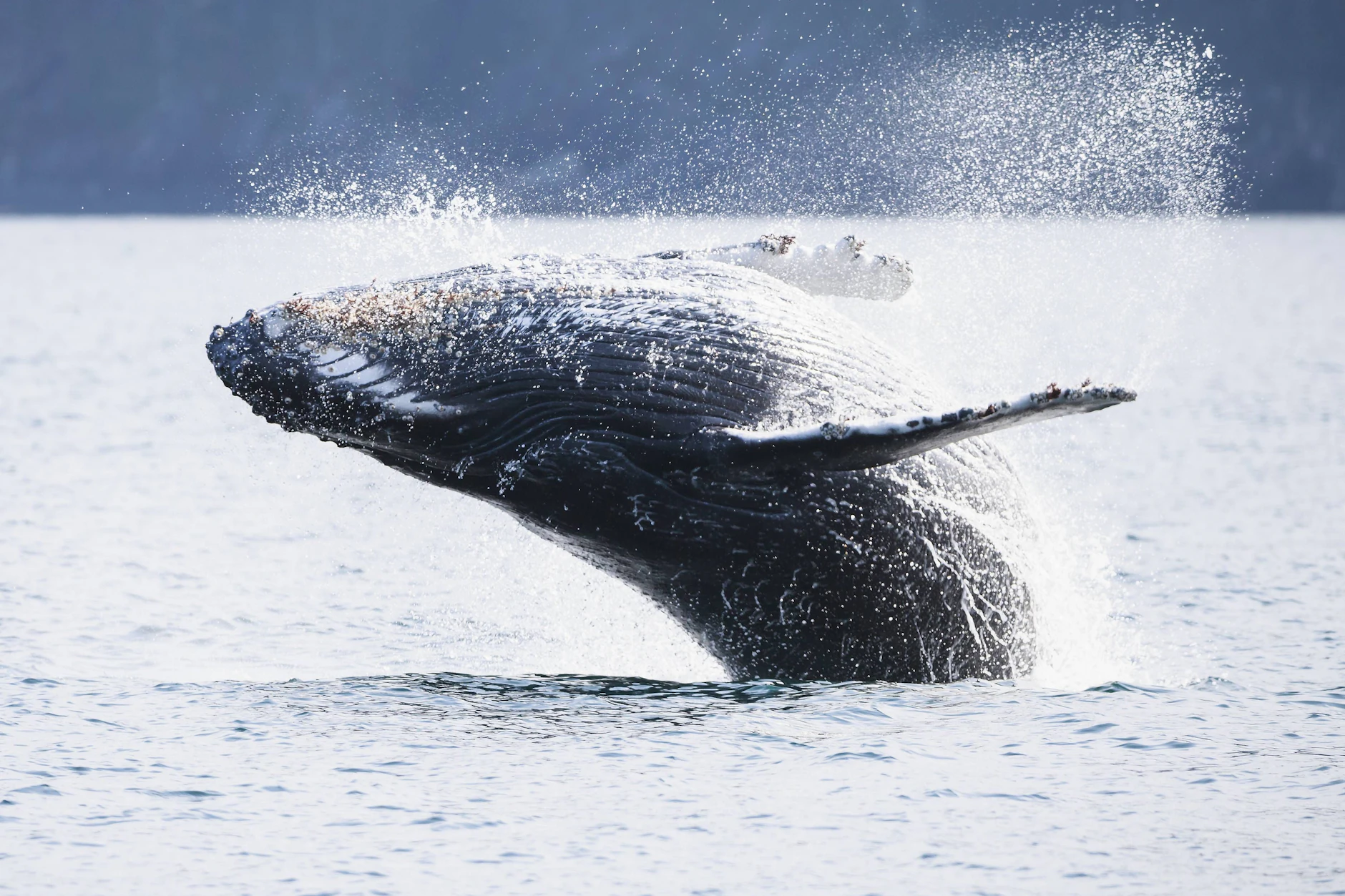 Buckelwale gehören in den Ozean, nicht in die Ostsee. Wenn sich die Tiere verirren, brauchen Sie laut Tierschützern Hilfe (Symbolfoto).