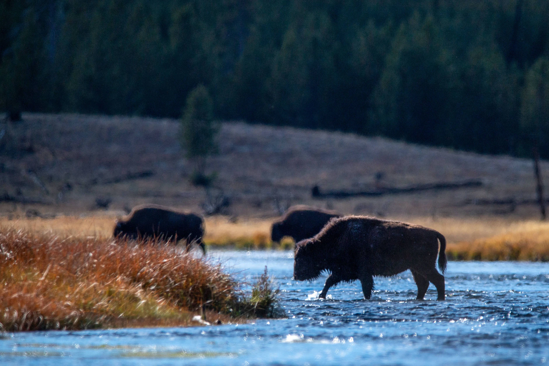 Amerikanische Bisons im Yellowstone-Nationalpark. Besucher sollten den Riesen nicht zu nahekommen.