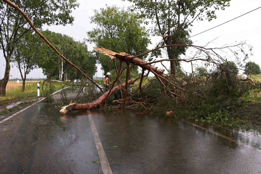 Unwetter führten am Abend des 30. Juli zu zahlreichen umgestürzten Bäumen (Symbolfoto).