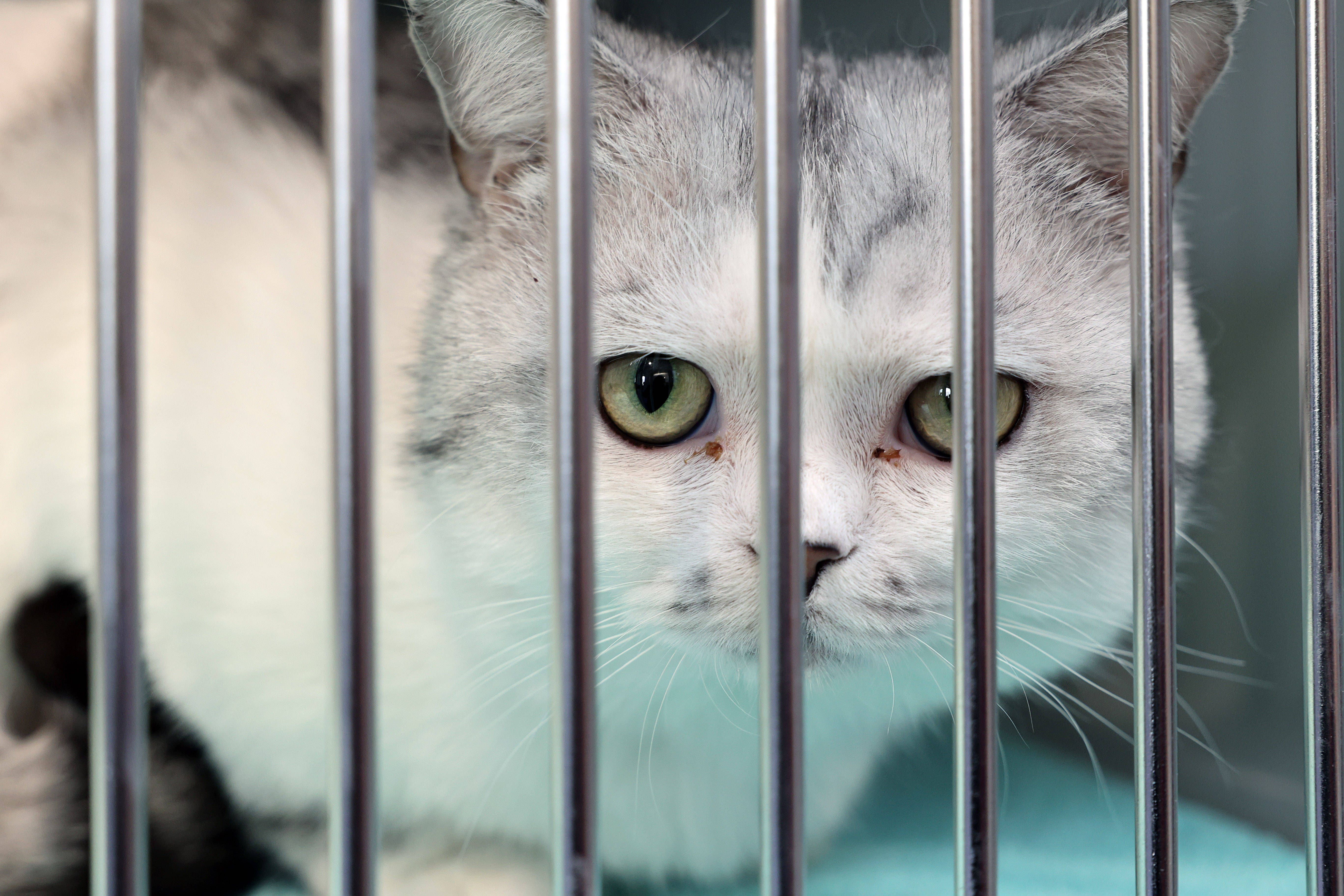 Ferienstart! Tierheim in Berlin nimmt 46 Katzen in sieben Tagen auf