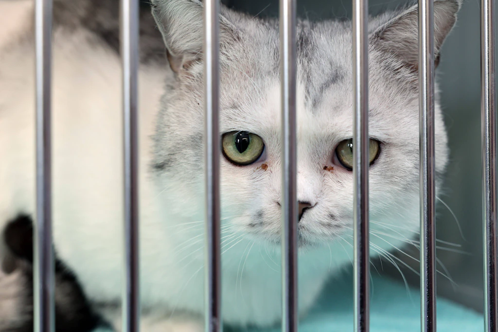 Für Katzen bedeutet der Umzug aus ihrem gewohnten Zuhause in ein Tierheim oft erheblichen Stress.
