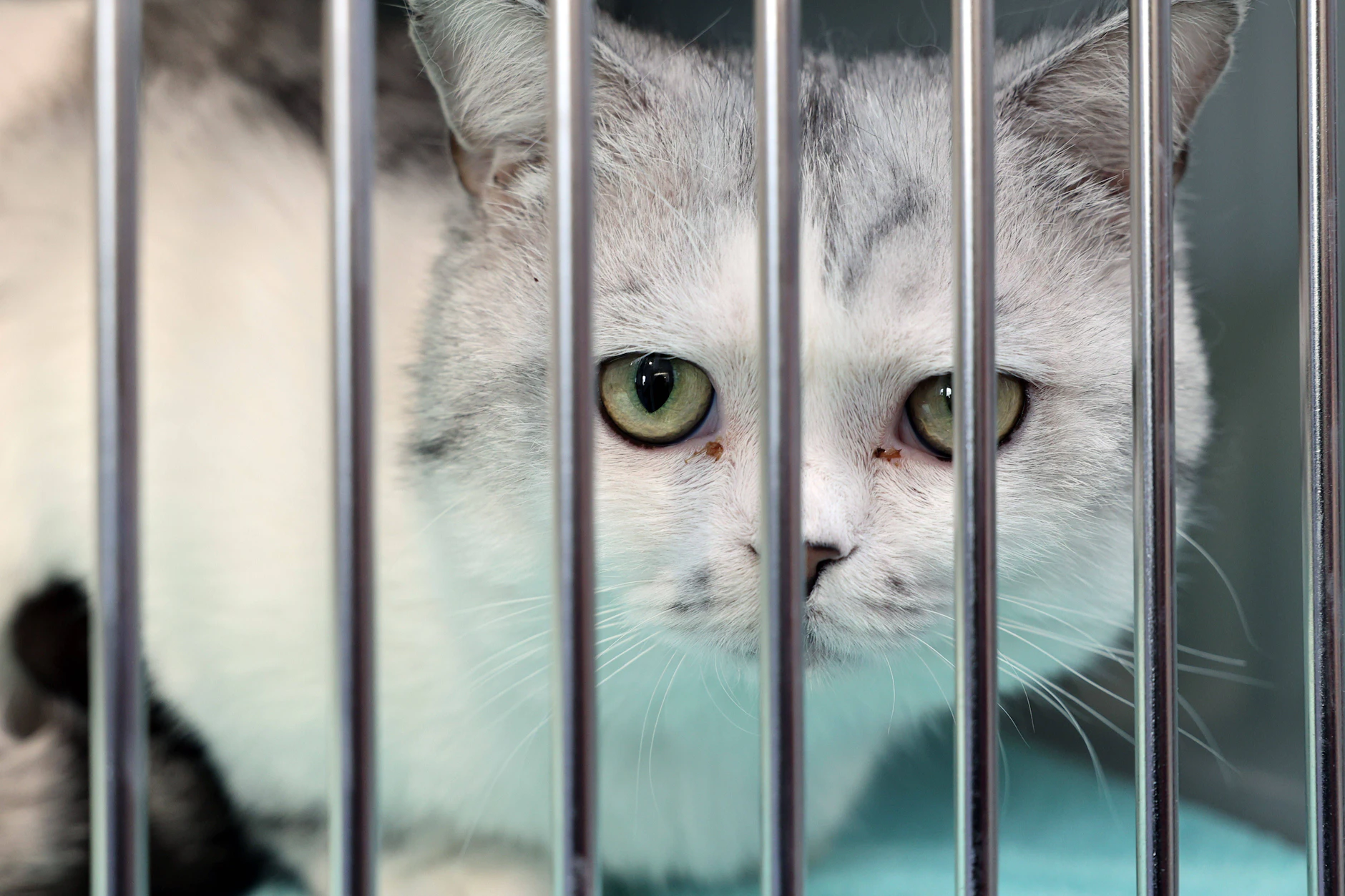 Für Katzen bedeutet der Umzug aus ihrem gewohnten Zuhause in ein Tierheim oft erheblichen Stress.