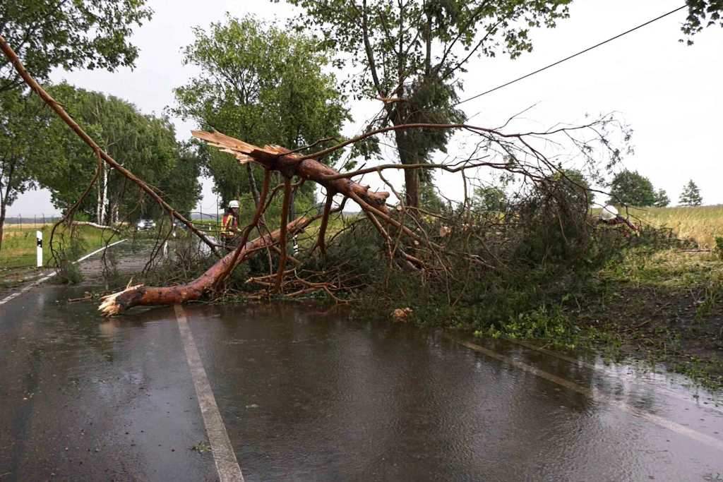 Das Unwetter in Mecklenburg-Vorpommern brachte auch Bäume zum Umstürzen.