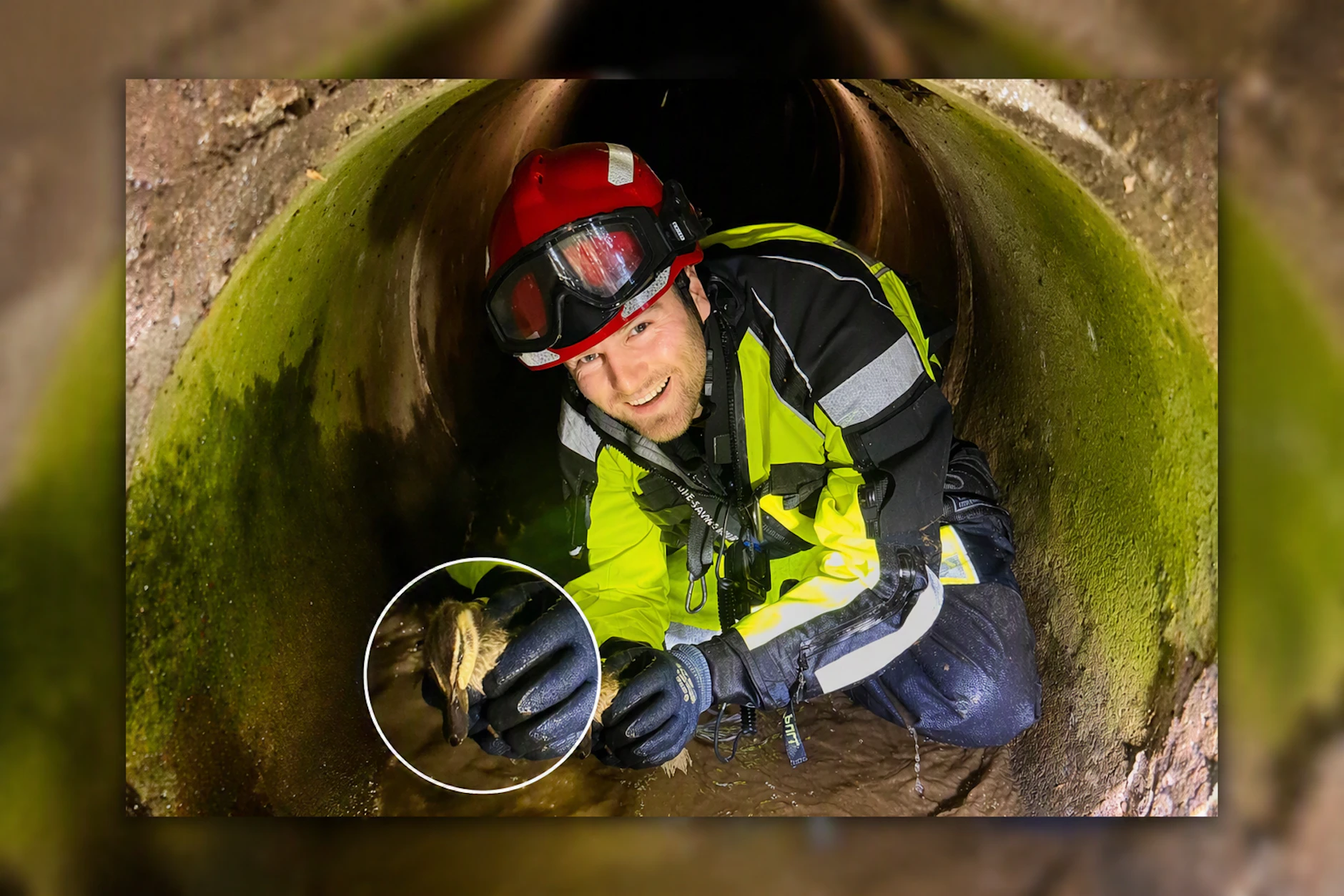 Dieser Feuerwehrmann rettet das Entlein aus dem Ablaufrohr.