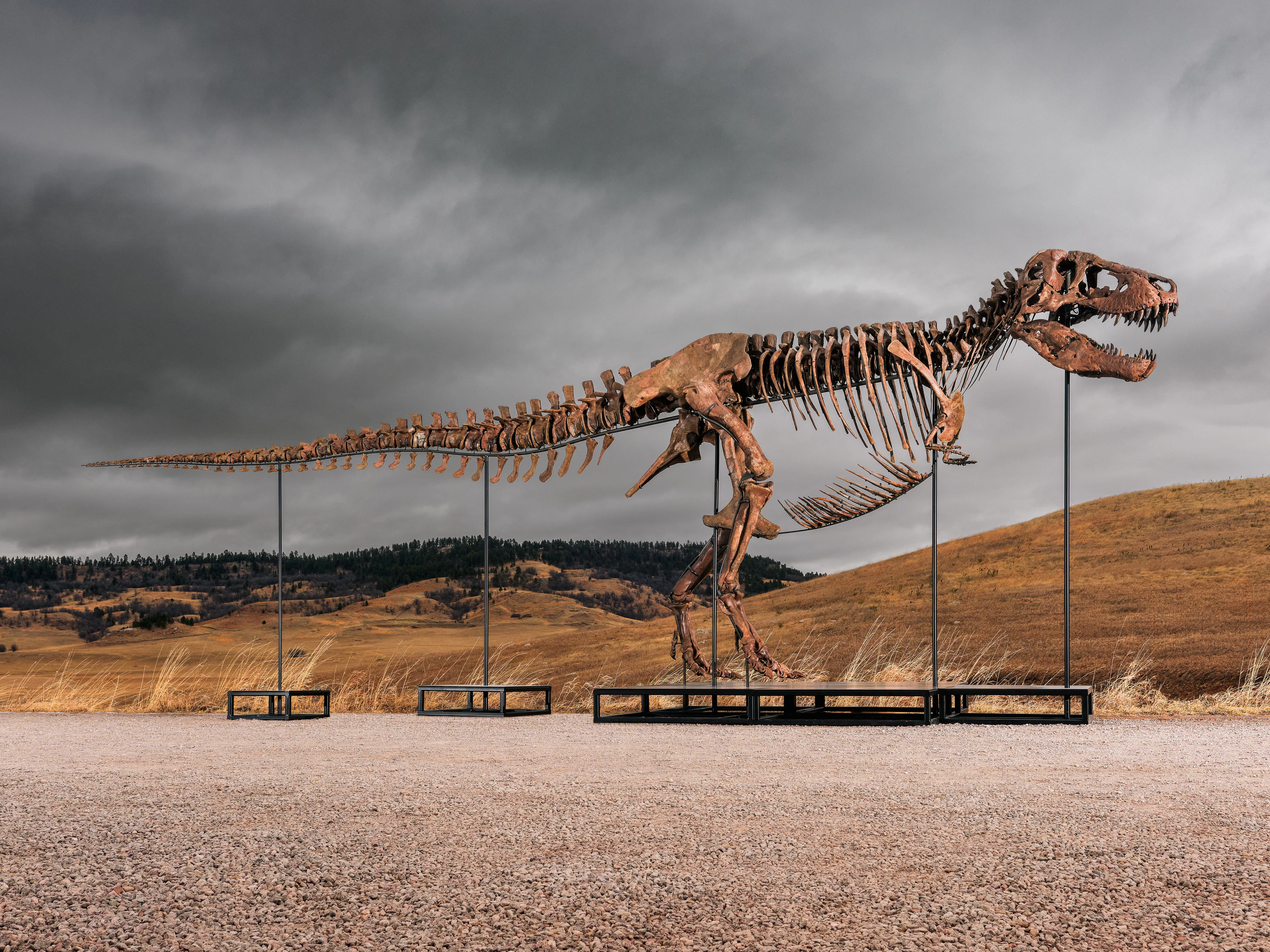 50 Millionen für Tyrannosaurus „Gus“: Unbekannter ersteigert Rekord-T ...